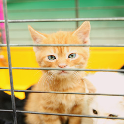 Cat in a cage waiting for adoption